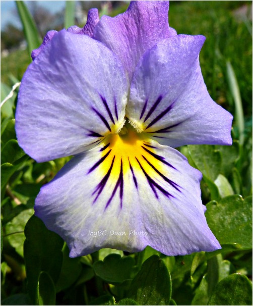 Lavender Pansy